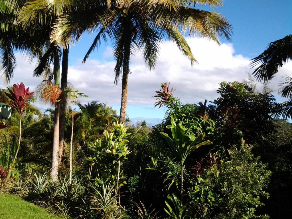 Lava Tree Tropic Inn Pahoa Exterior photo
